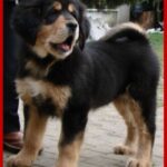 Tibetansk Mastiff