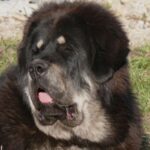 Tibetansk Mastiff