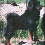 Tibetansk Mastiff
