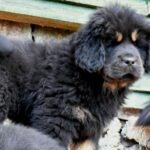 Tibetansk Mastiff