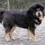Tibetansk Mastiff