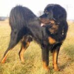 Tibetansk Mastiff