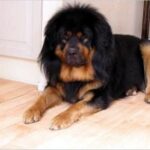 Tibetansk Mastiff