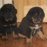 Tibetansk Mastiff
