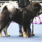 Tibetansk Mastiff