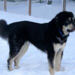 Tibetansk Mastiff