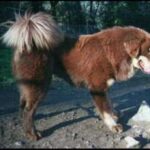 Tibetansk Mastiff