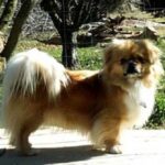 Tibetansk Spaniel