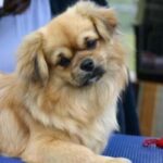Tibetansk Spaniel