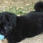 Tibetansk Spaniel