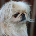 Tibetansk Spaniel