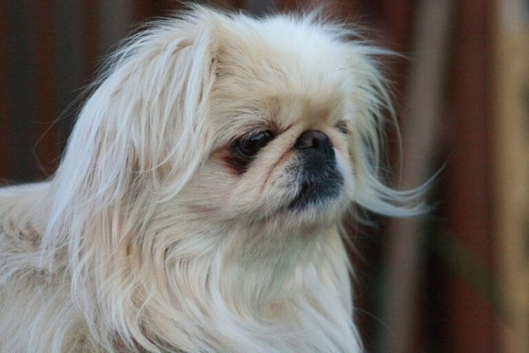 Tibetansk Spaniel