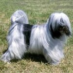 Tibetansk Terrier