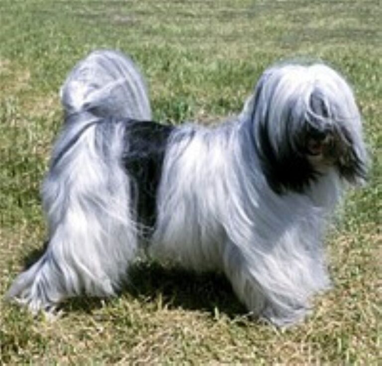 Tibetansk Terrier