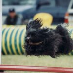 Tibetansk Terrier
