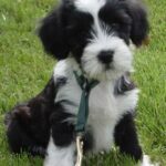 Tibetansk Terrier