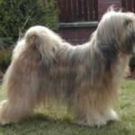 Tibetansk Terrier