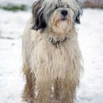 Tibetansk Terrier