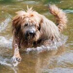 Tibetansk Terrier