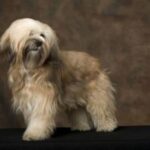 Tibetansk Terrier