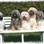 Tibetansk Terrier