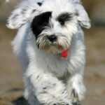 Tibetansk Terrier