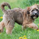 Tibetansk Terrier