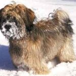 Tibetansk Terrier