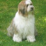 Tibetansk Terrier
