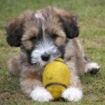 Tibetansk Terrier