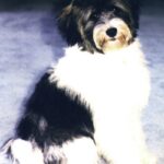 Tibetansk Terrier