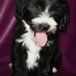 Tibetansk Terrier