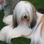 Tibetansk Terrier