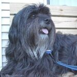 Tibetansk Terrier