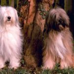 Tibetansk Terrier