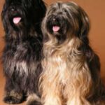 Tibetansk Terrier