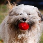 Tibetansk Terrier
