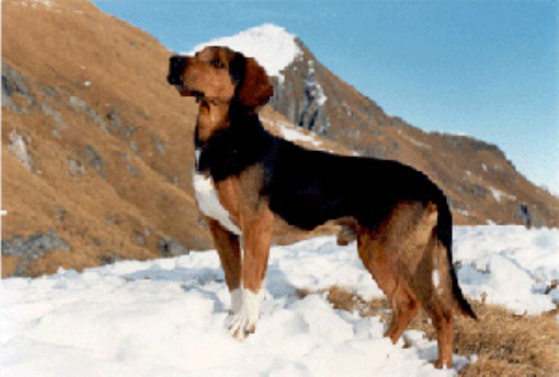 Tiroler Bracke