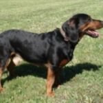 Tiroler Bracke