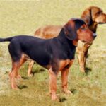 Tiroler Bracke