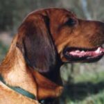 Tiroler Bracke