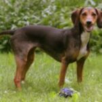 Tiroler Bracke