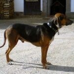 Tiroler Bracke