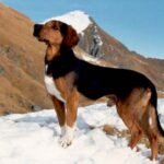 Tiroler Bracke