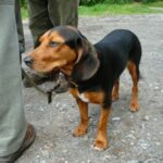 Tiroler Bracke