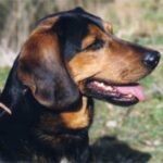 Tiroler Bracke