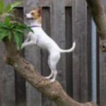 Toy Fox Terrier
