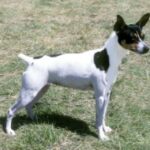 Toy Fox Terrier