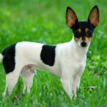 Toy Fox Terrier