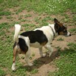 Toy Fox Terrier